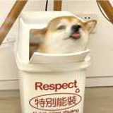 橙了你个橙