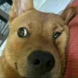 红焖牛奶