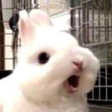 豆柚