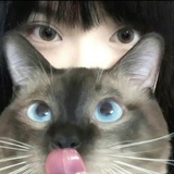 橘子小狗
