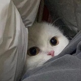 peaunt