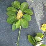 心斋