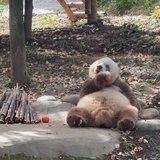 开贴小鼹鼠