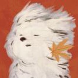 豆友-RVZ0guLts