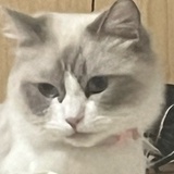 辣舞毛血旺
