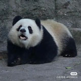 做梦的人