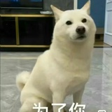 哈尔滨之狼