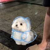 花花花兔子