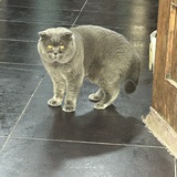 李斯本的猫