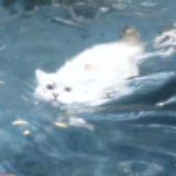 猫砂布朗尼