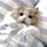 薯条条条