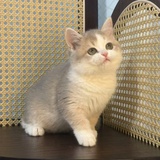 吨吨吨吨