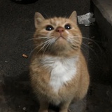 池口史
