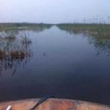 水母