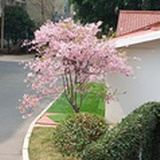 小金