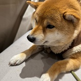 可爱