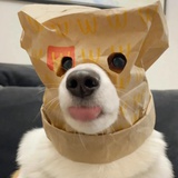 大青蛙