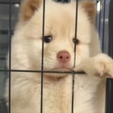 春日桃青