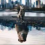 流浪猫