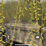 Herchel
