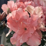 努力成为最好的那颗橘子