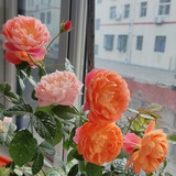 小七