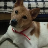 林小白