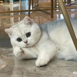 馋猫儿