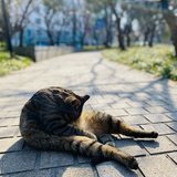 夕林蔓