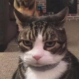 朕是凉冥