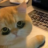 www