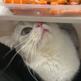 每日活菌