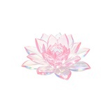 皮皮貓