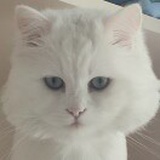 風(fēng)靖