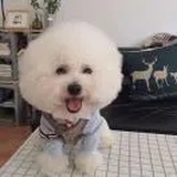 小狗待敌