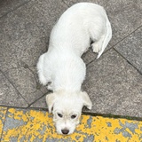 咸蛋黃