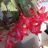 玲珑之花