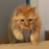 一只猫猫头