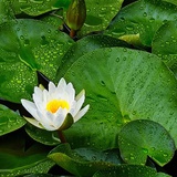 Lotusser
