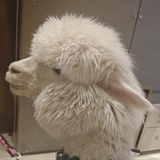 山楂树下啃山楂