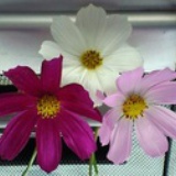 花葬櫻