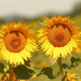 suningflower
