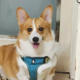 nina