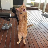 我叫好开心
