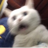 阿木