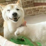 逗霸