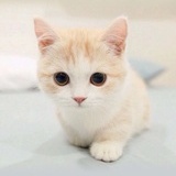 苏维