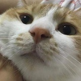 雪羽风翎