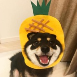 贺儿
