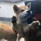 小嘿嘿